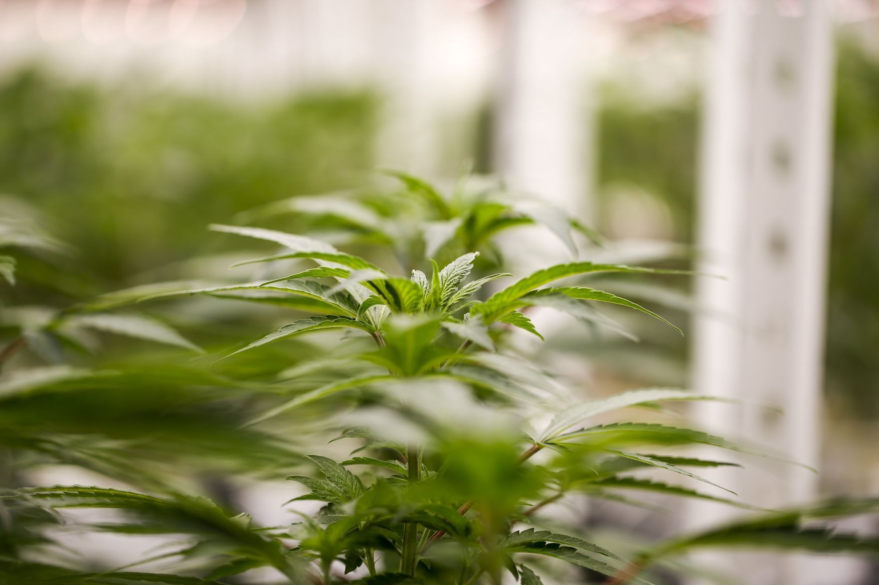 20210919_MET_WEED